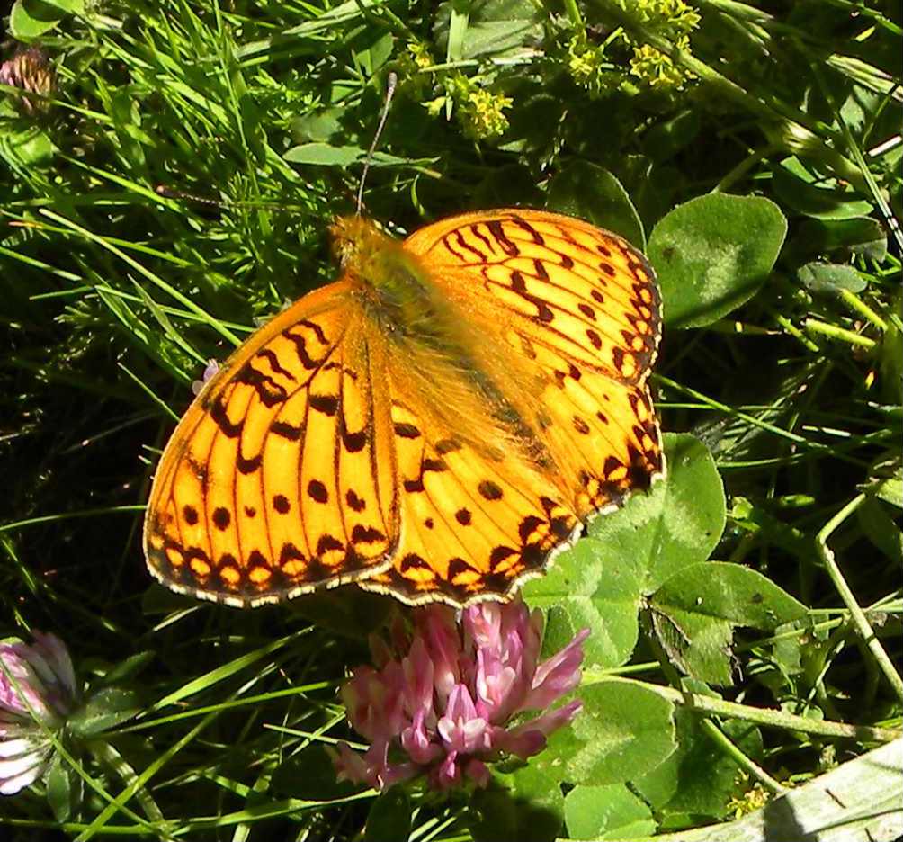 Argynnis aglaja maschio